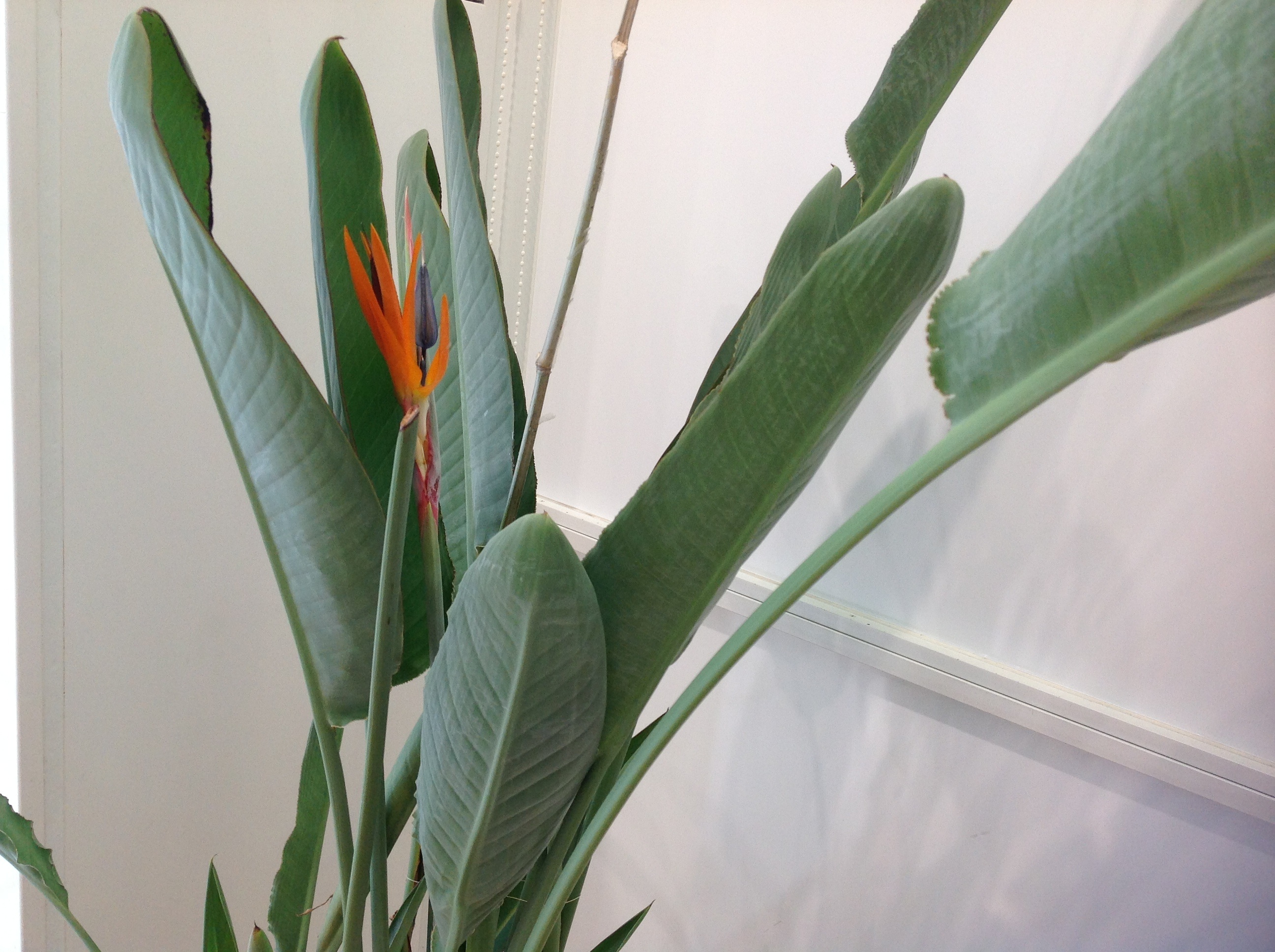 観葉植物に花が咲きました  !