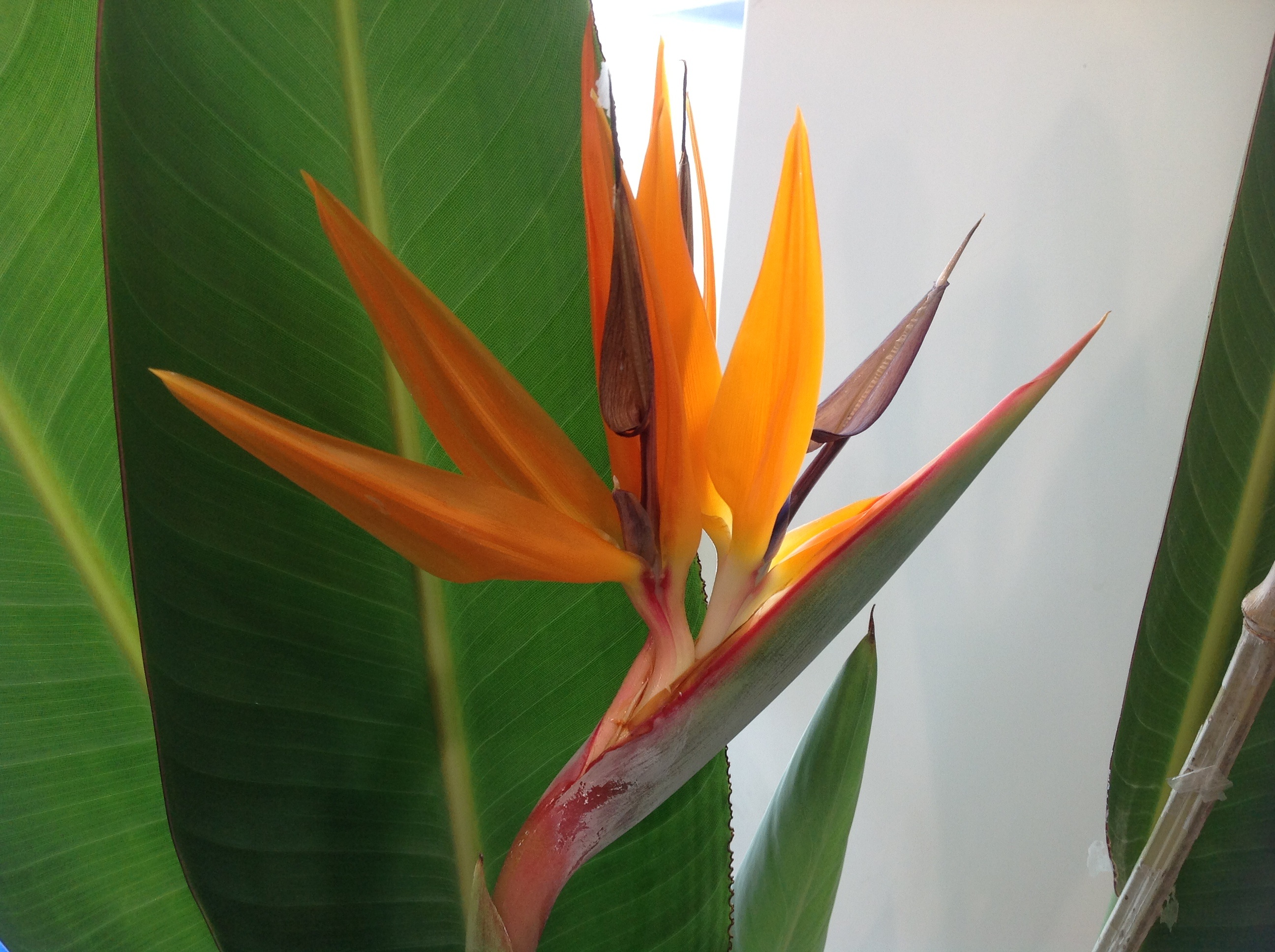お花