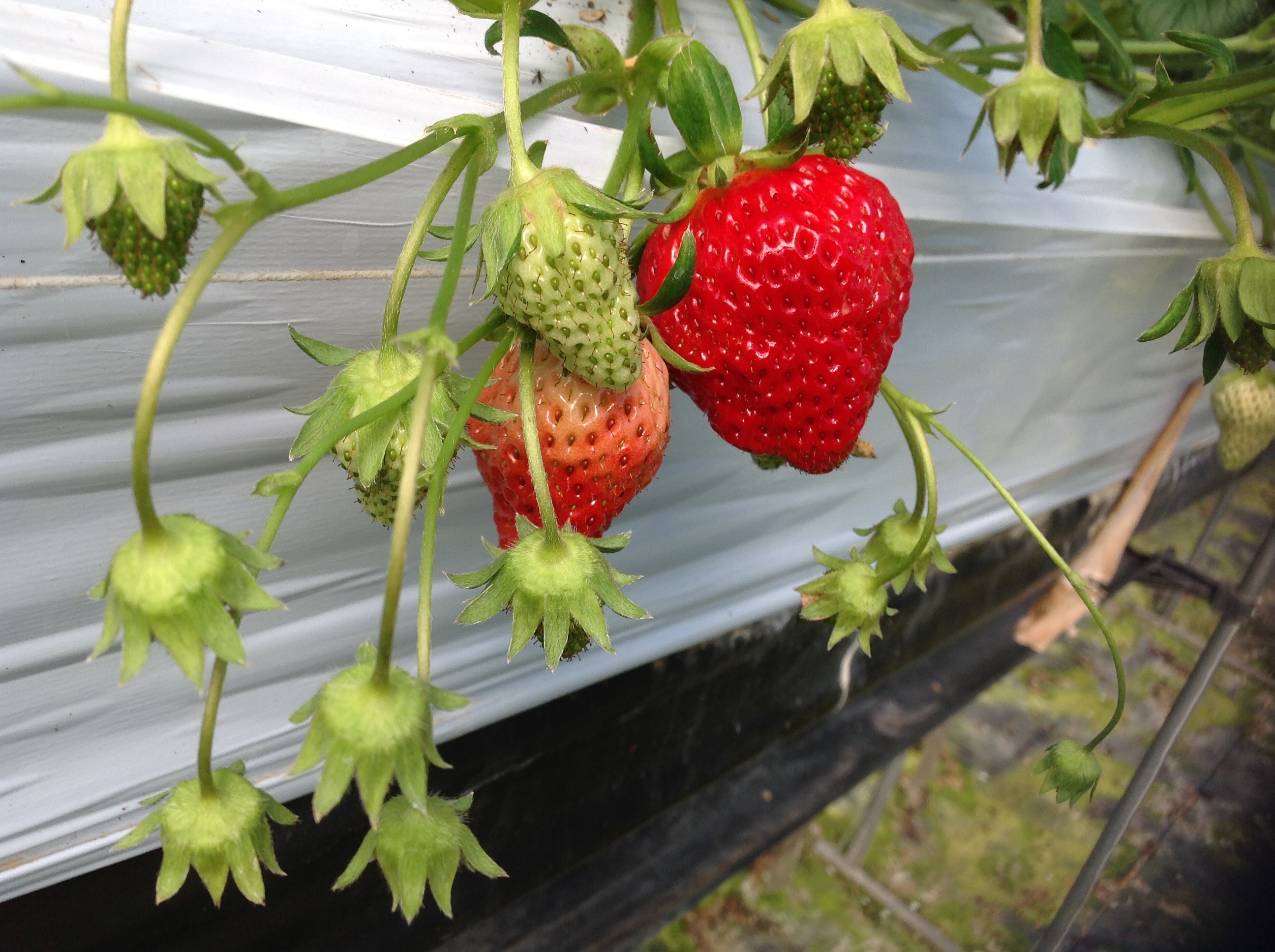 プジョー山口のいちご狩り🍓