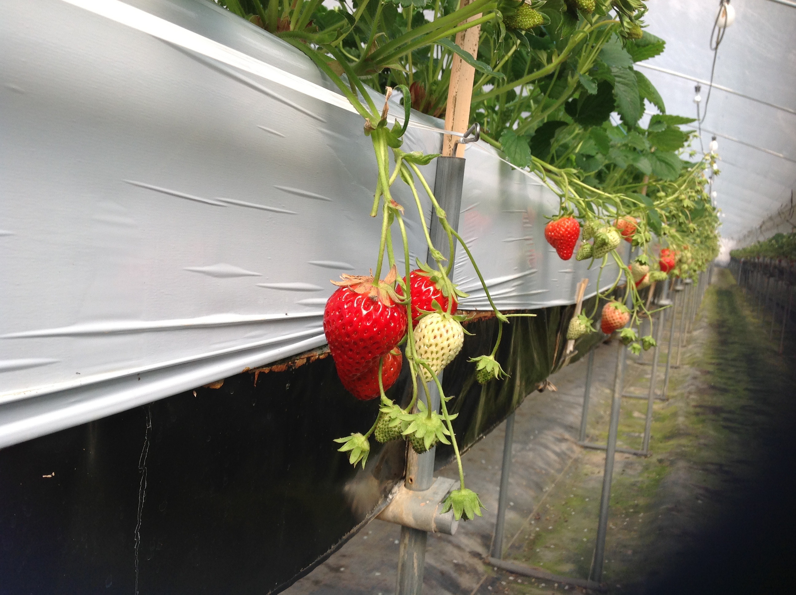 プジョー山口のいちご狩り🍓