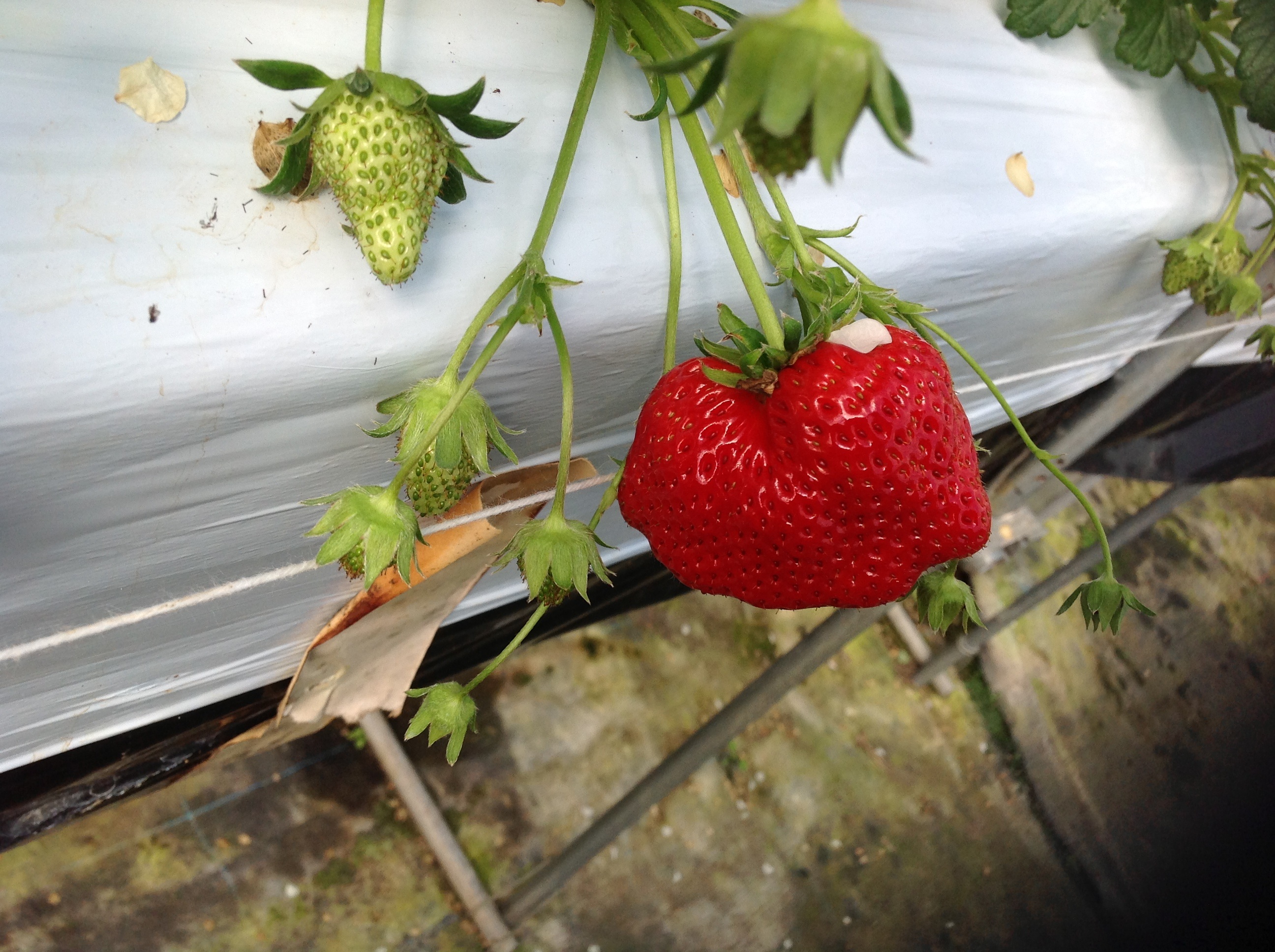 🍓