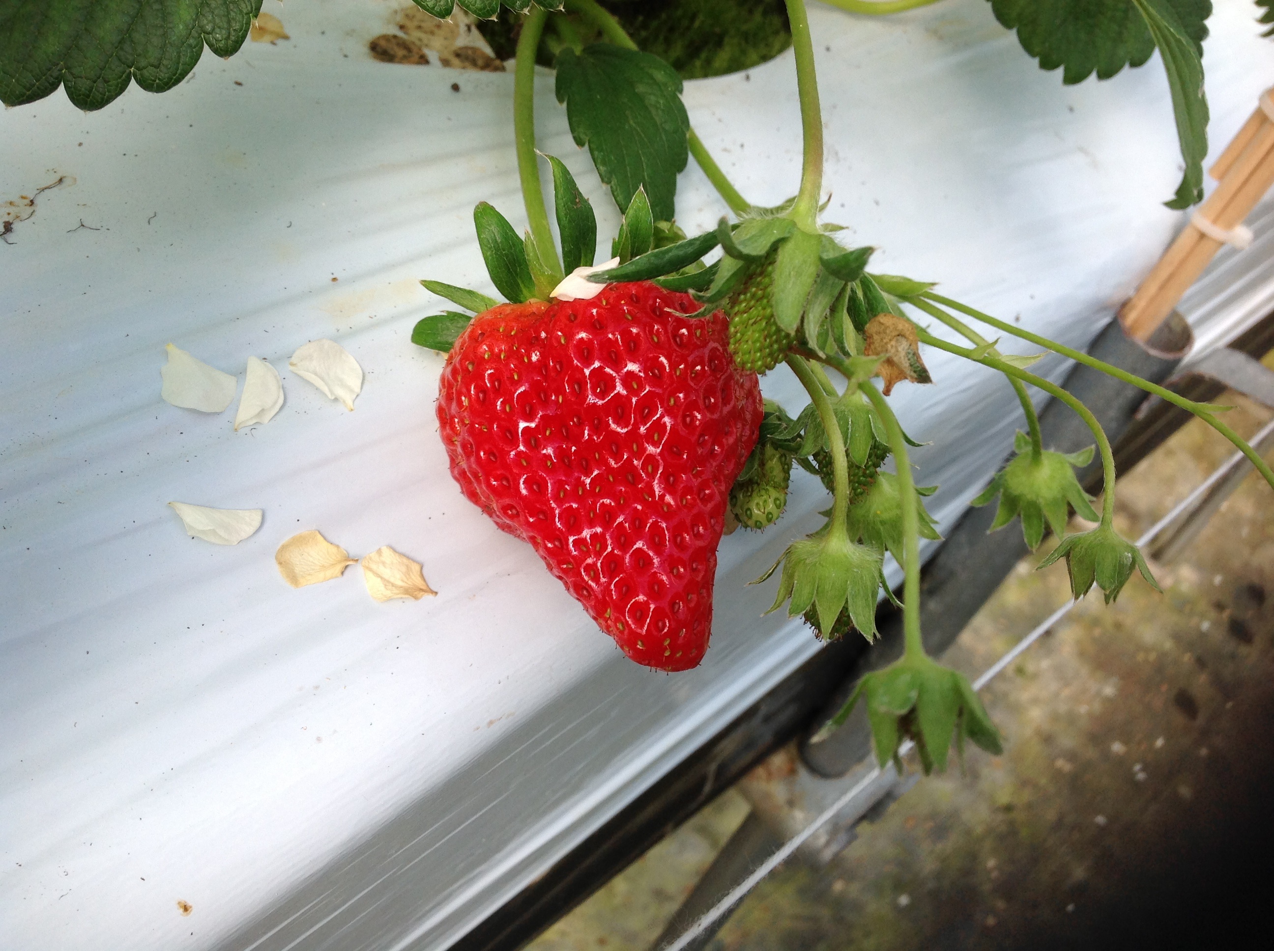 🍓