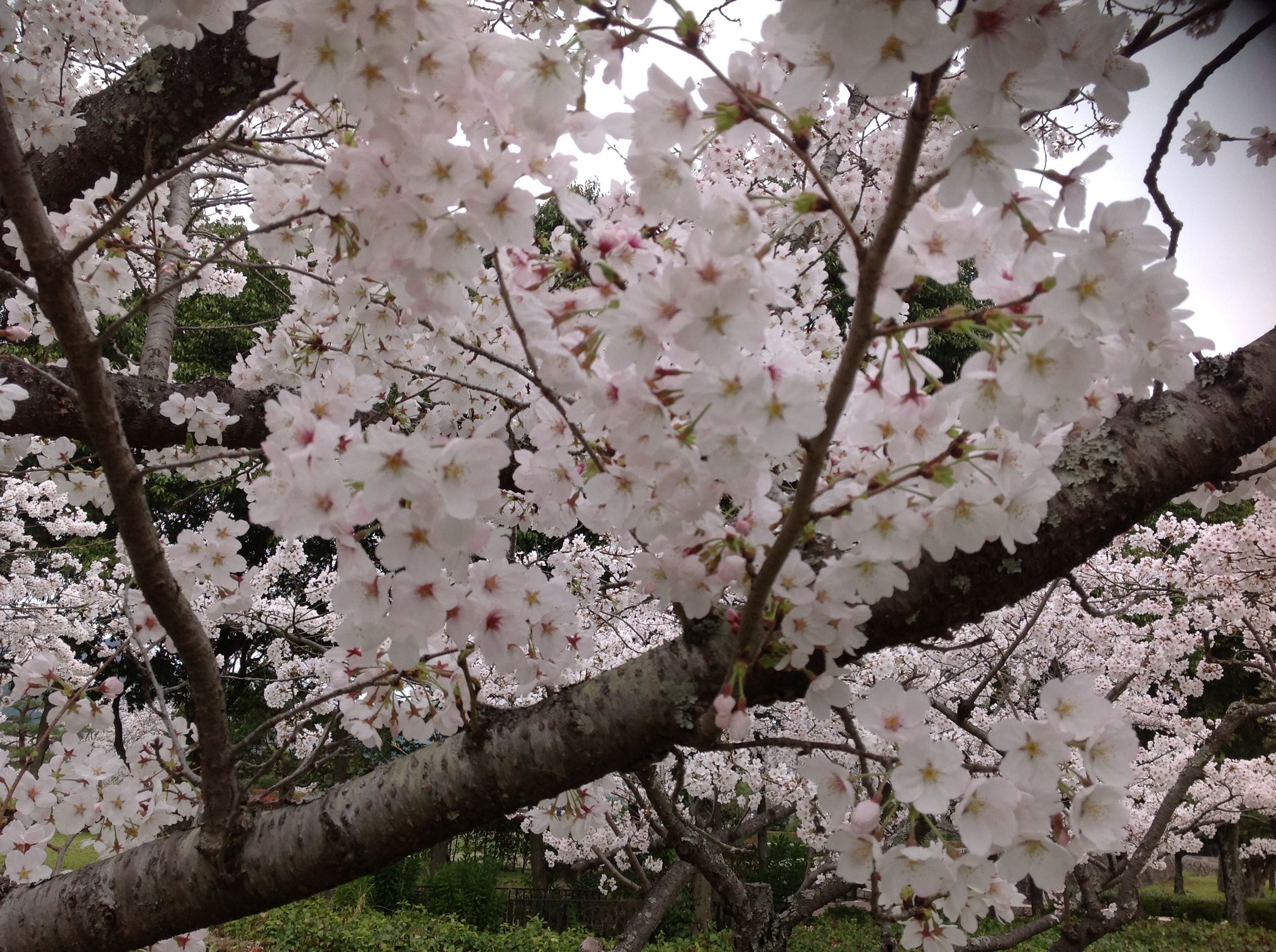 お花見