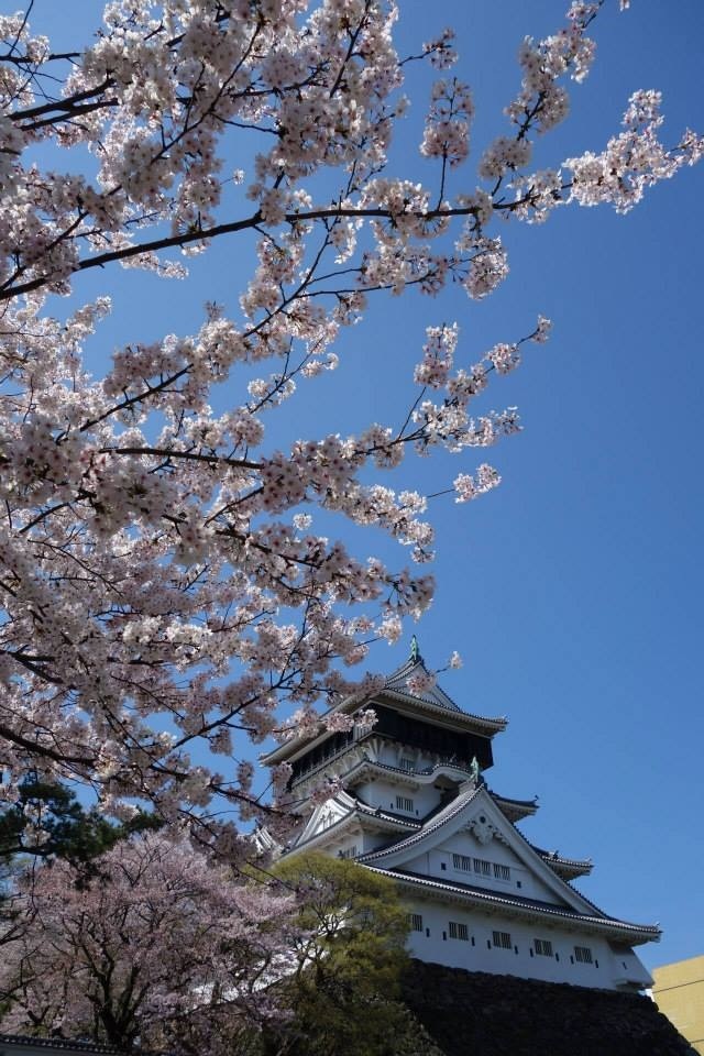 🌸桜🌸