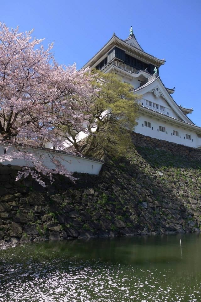 🌸桜🌸