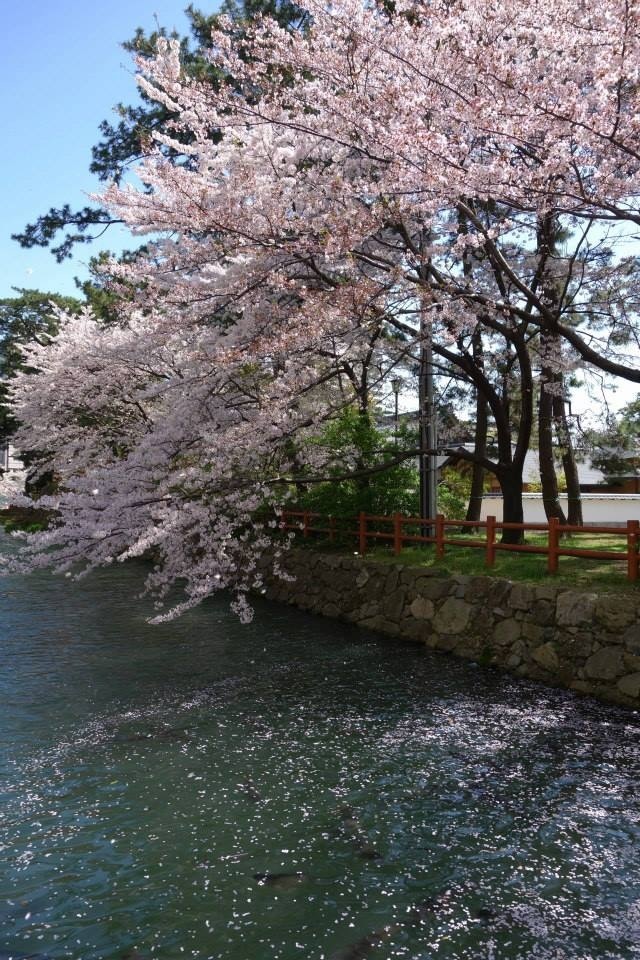 🌸桜🌸