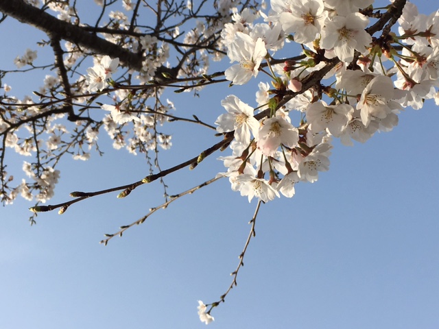 桜の季節