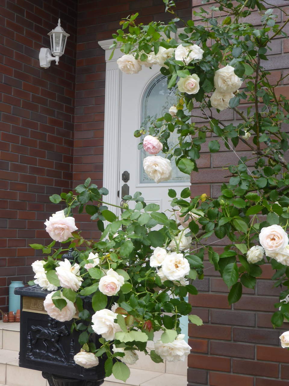 薔薇と508GT BlueHDi