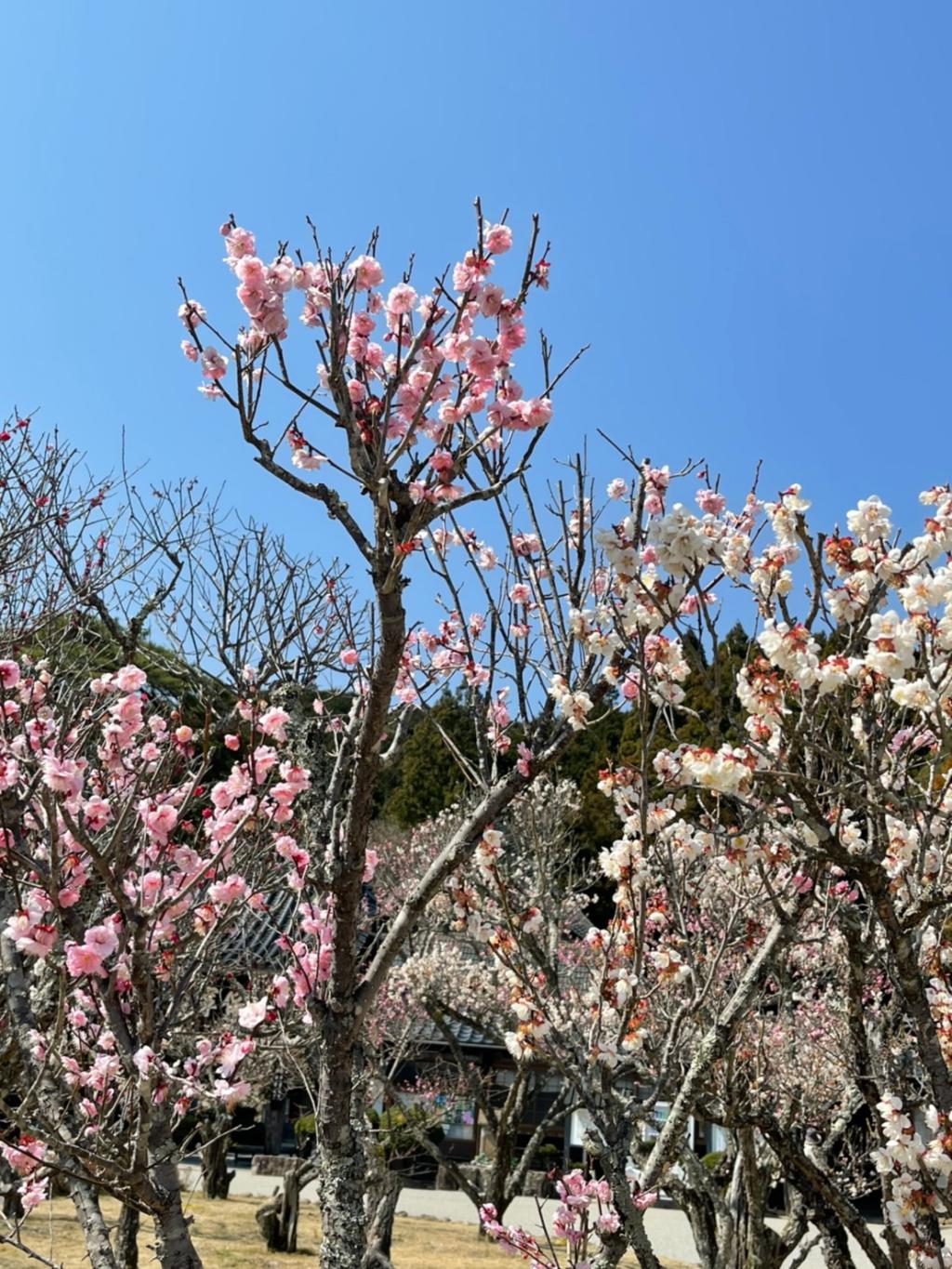 瑠璃光寺五重の塔