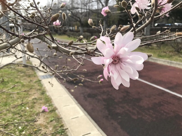 シデコブシ開花