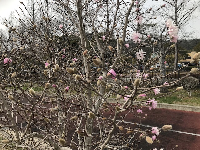 シデコブシ開花