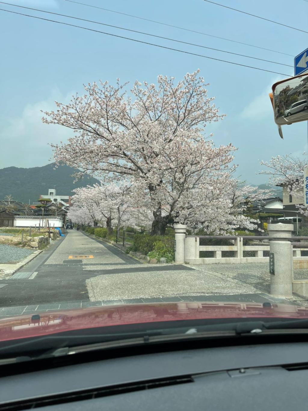 一の坂川の桜