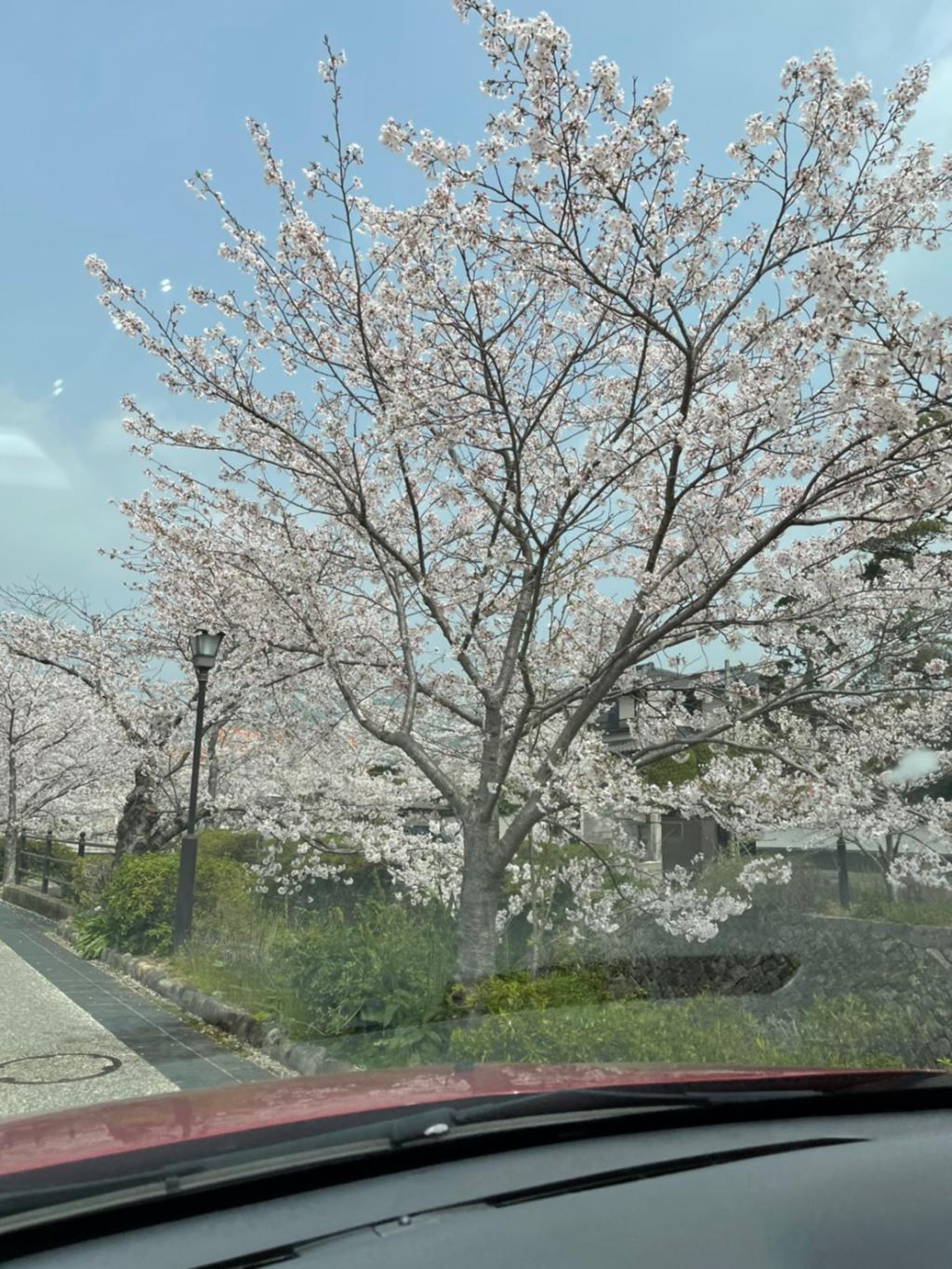 一の坂川の桜