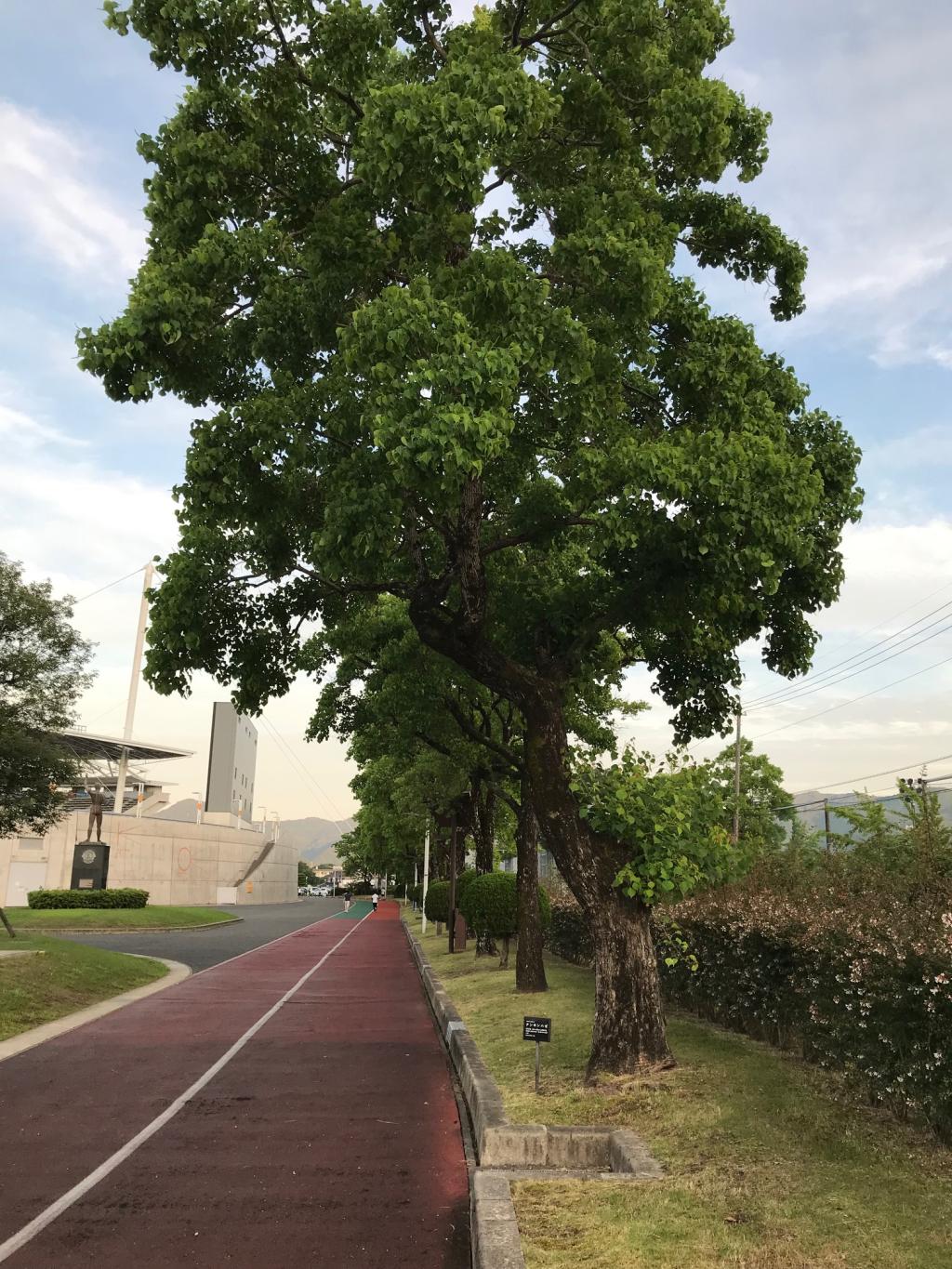 維新記念公園陸上競技場