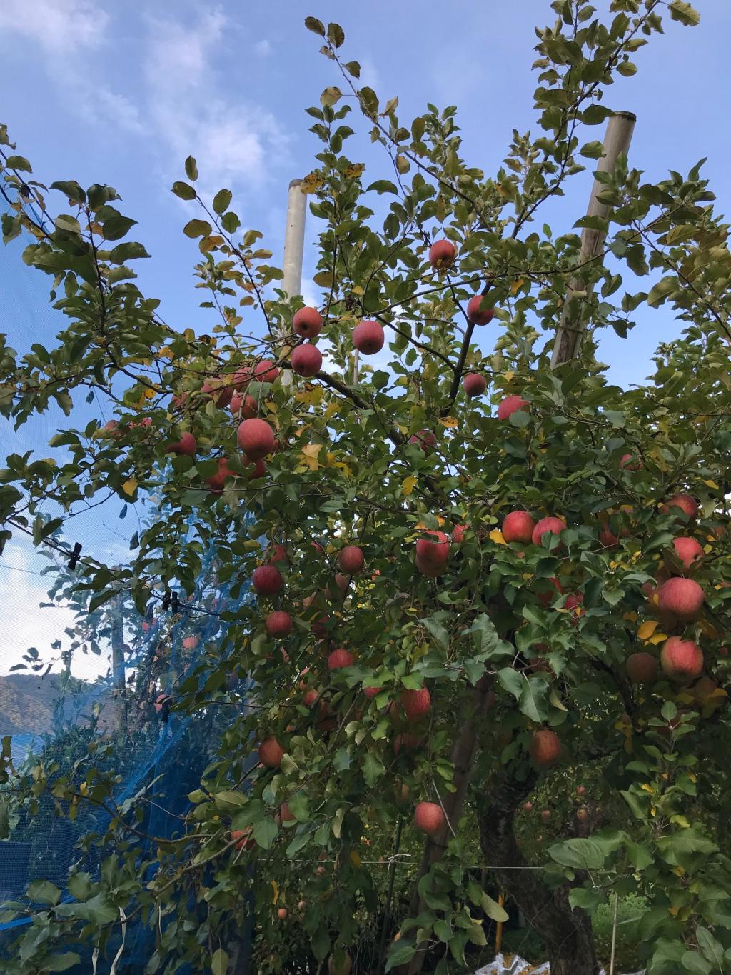岩佐りんご園