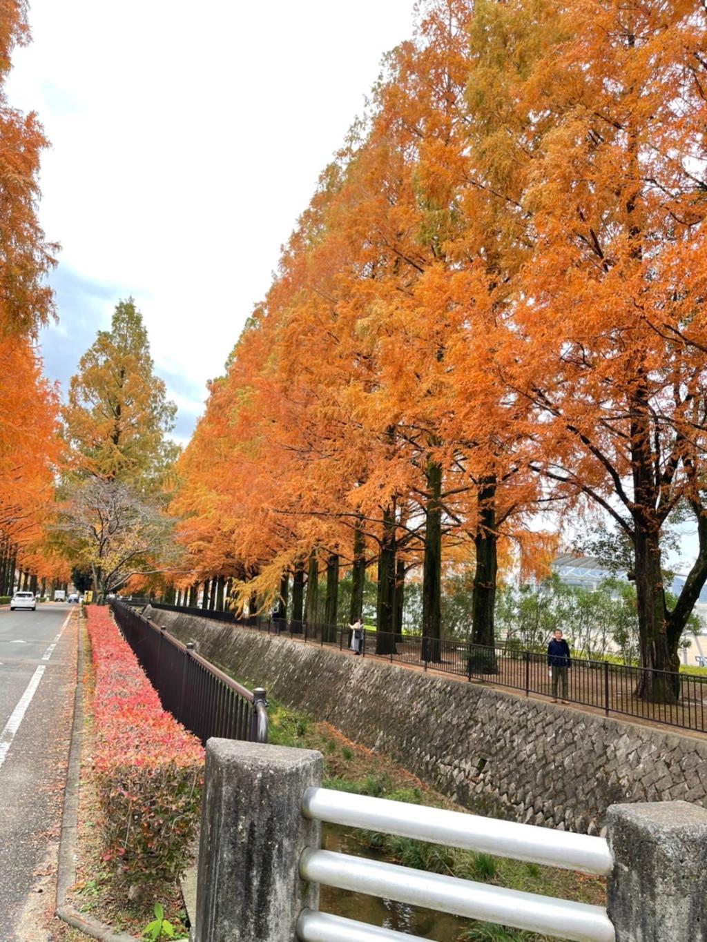 メタセコイア並木の紅葉