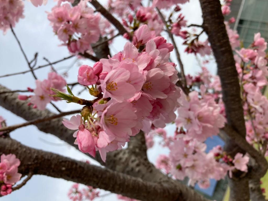 お花見