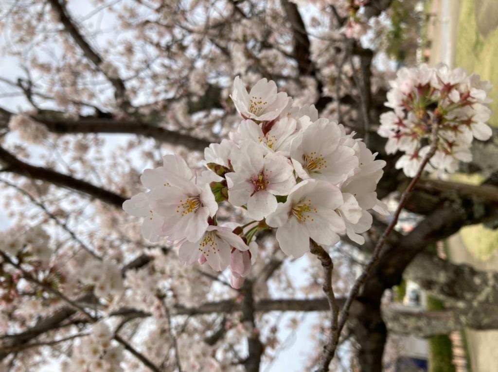 お花見