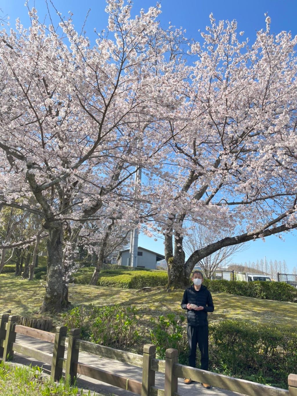 お花見2