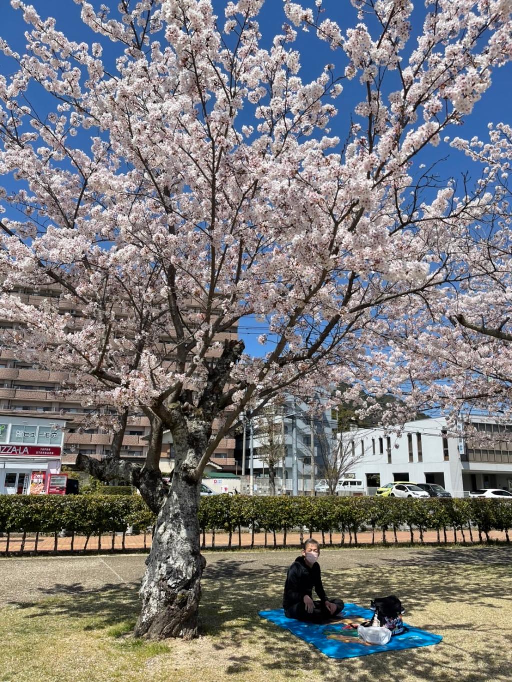 お花見2
