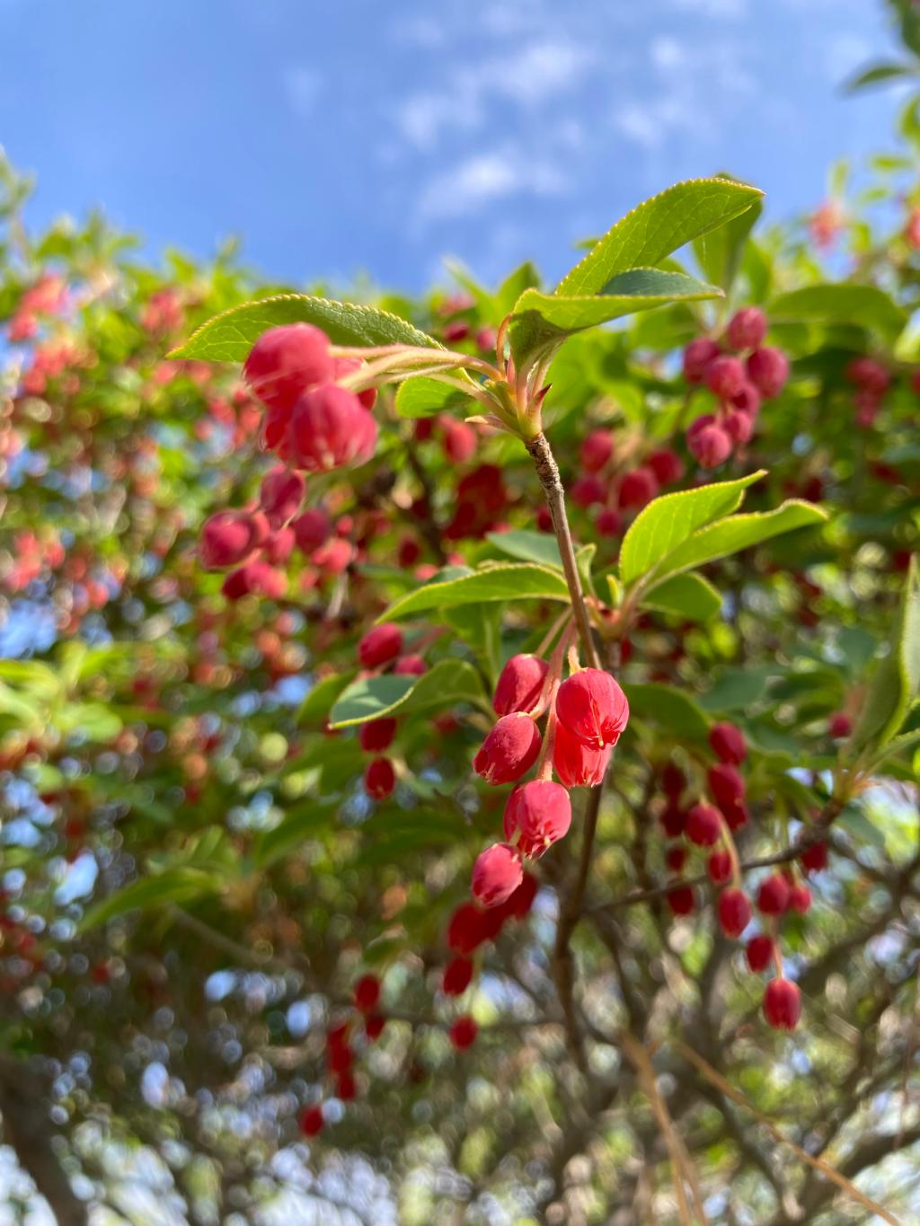 花
