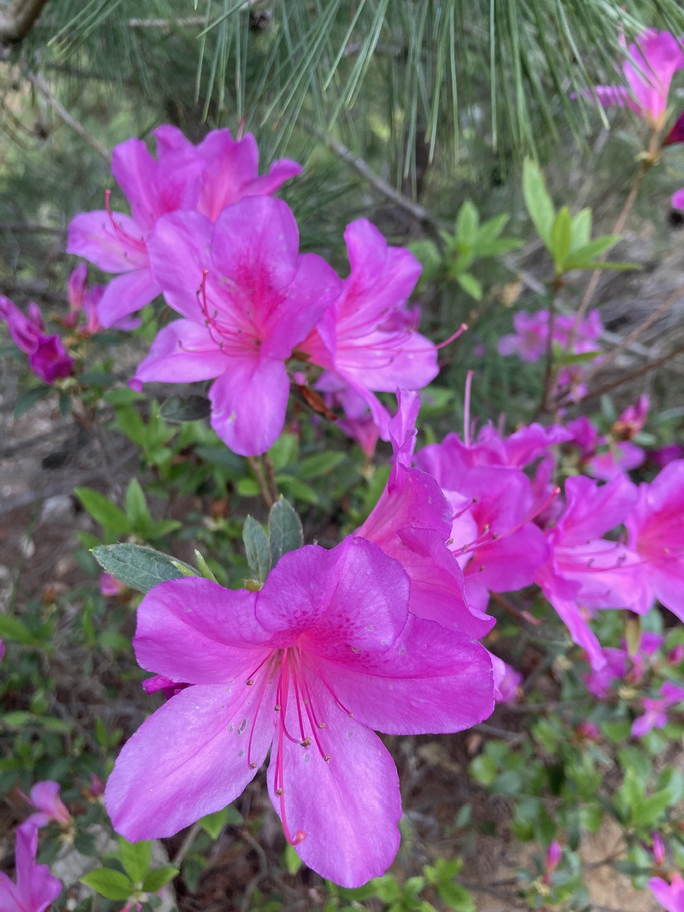 花
