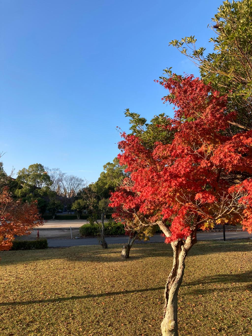 維新公園陸上競技場で朝ラン１０キロ