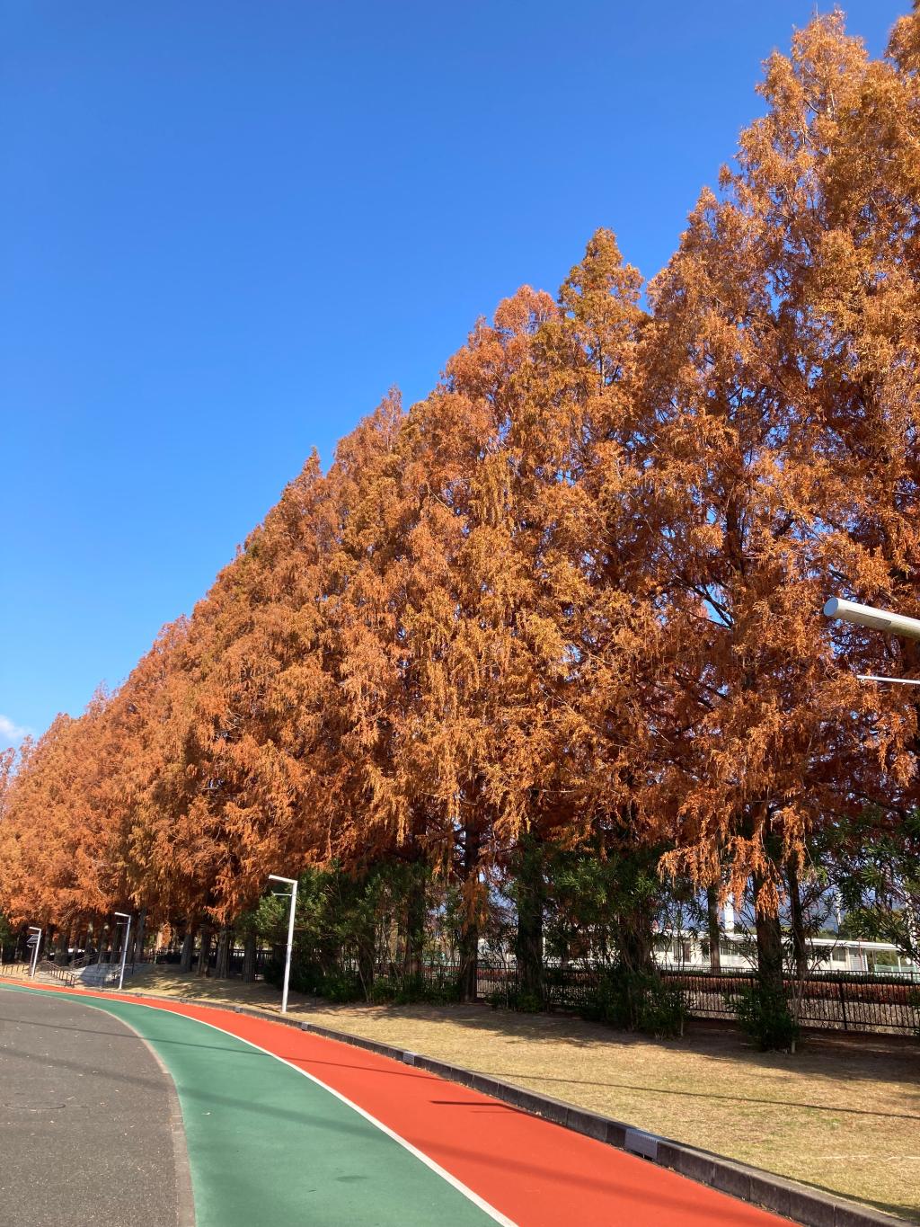 ラン