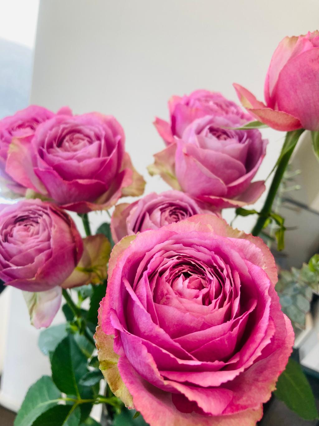 今週の花は薔薇