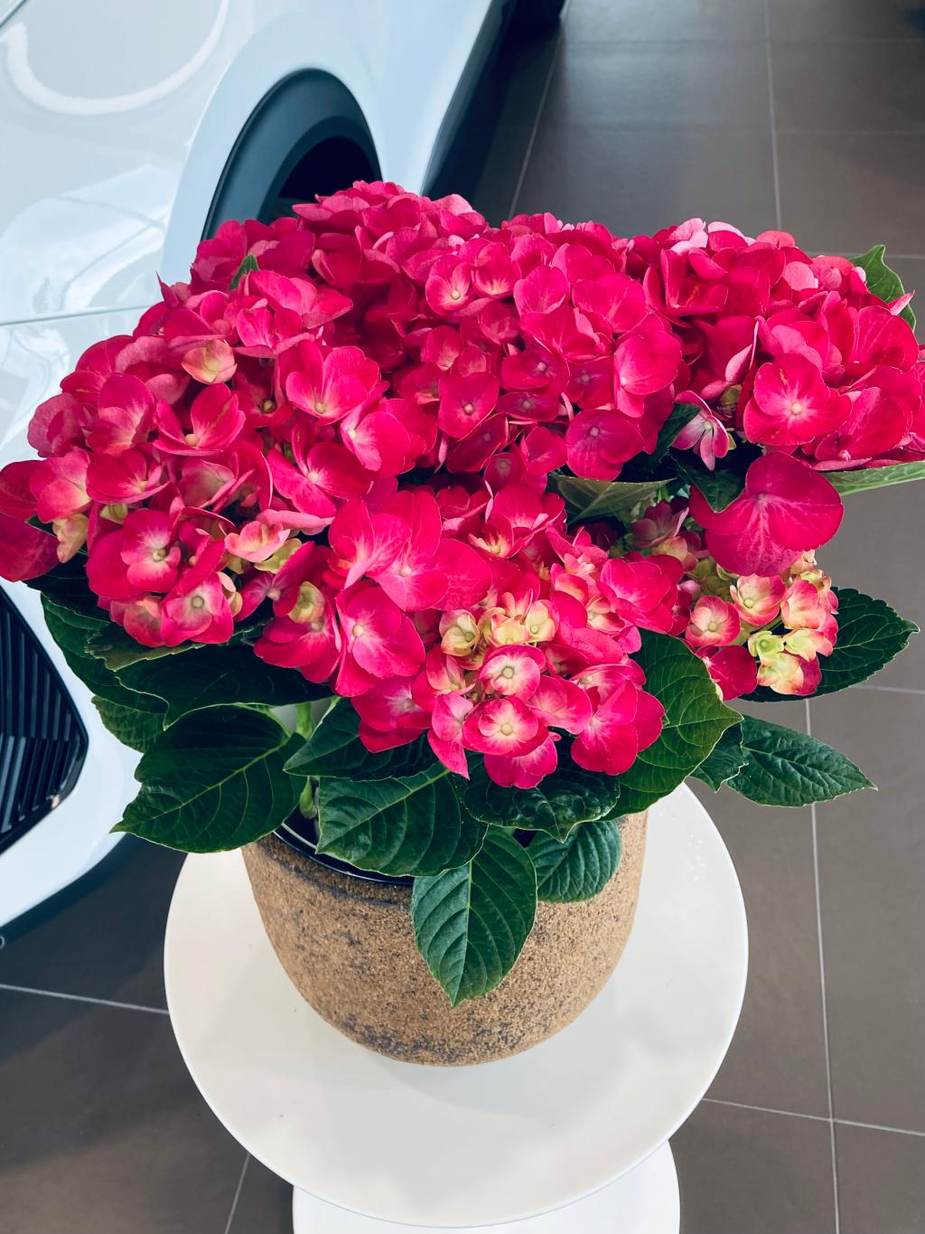 ショールームのお花